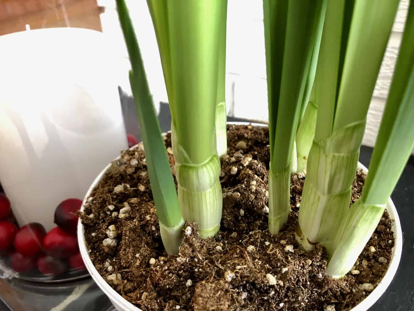 Growing beautiful paperwhites for Christmas 🎄 Learn how to cultivate