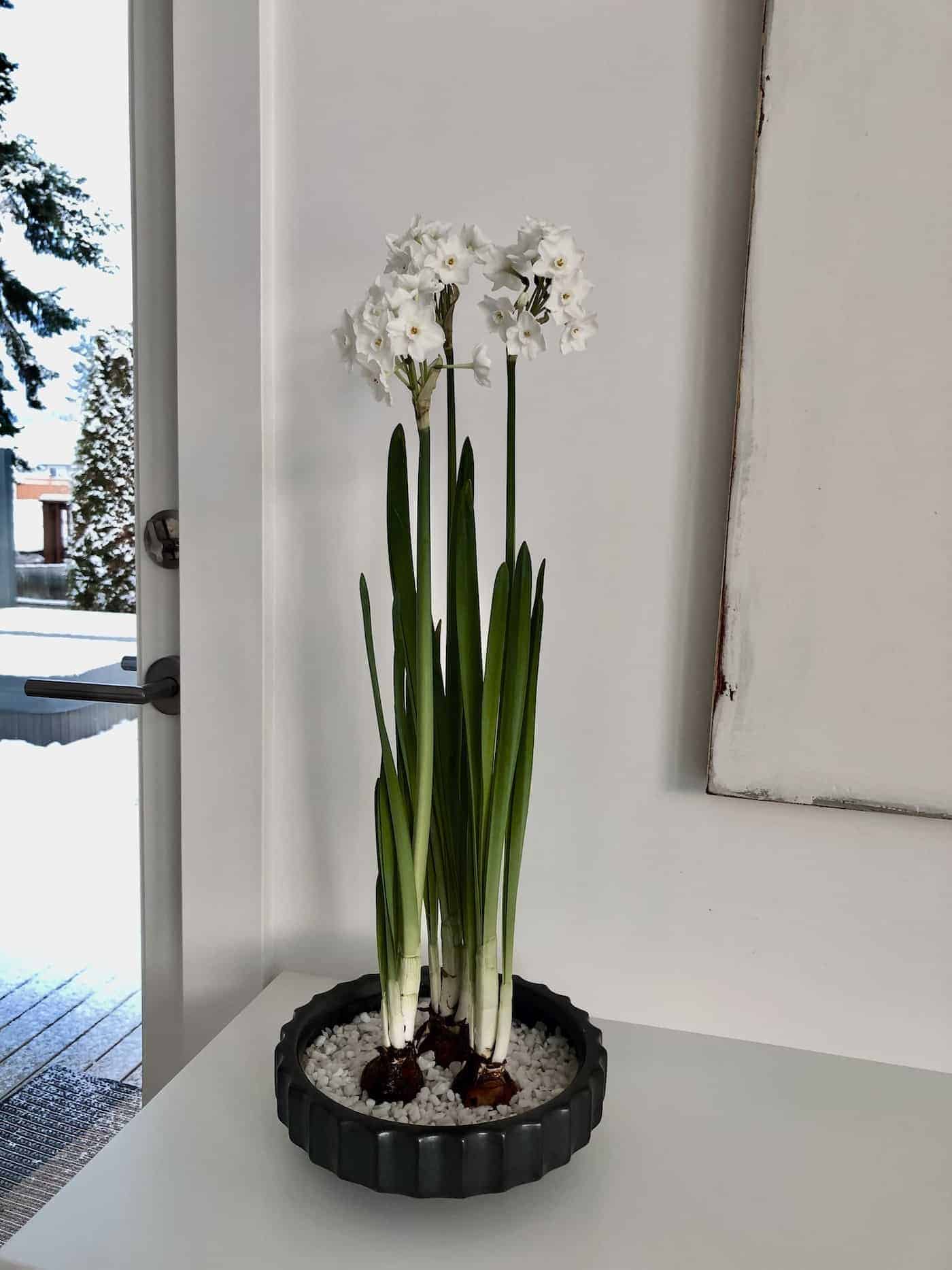 Mastering the art of forcing paperwhites 🌼 💡 Unlock the secrets to