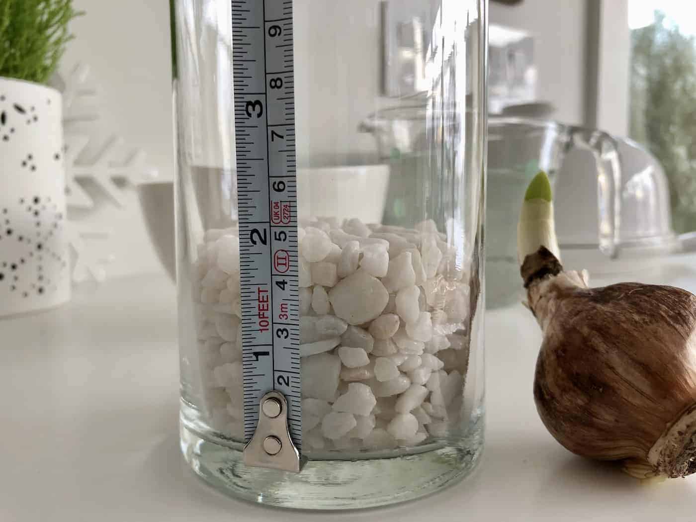Growing paperwhites in water 🌱 💦 Unveil the magic behind hydroponic blooms!