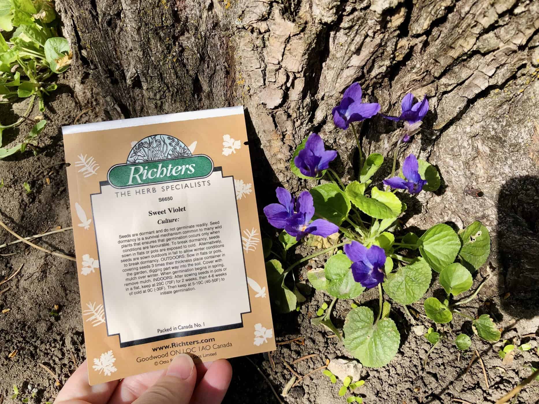 20 top seed companies for home gardeners 🌿 📦 Nurture your garden from a