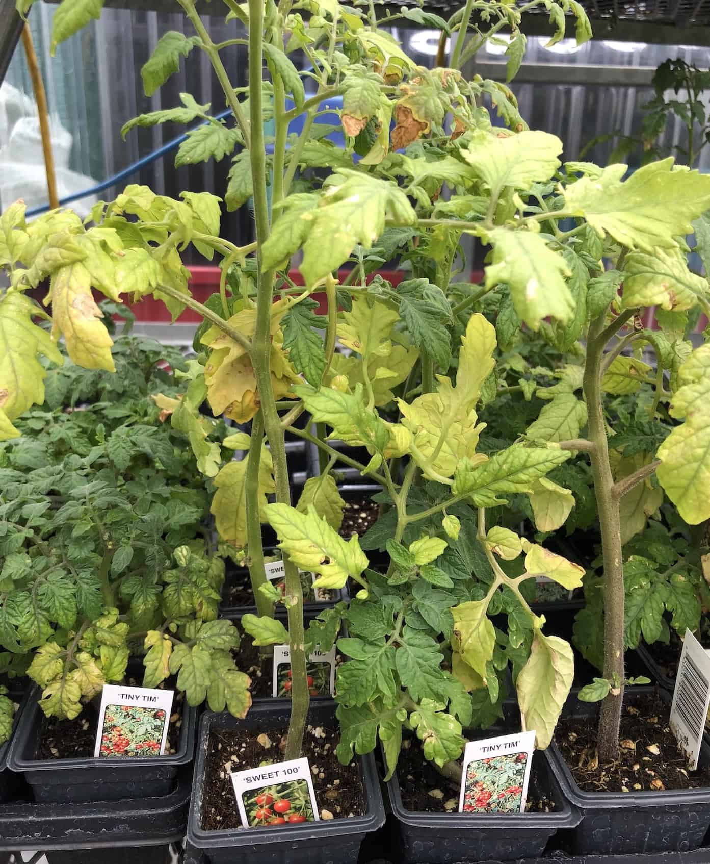 Sweet 100 tomato 🍅 🌱 The cherry tomato bursting with flavor