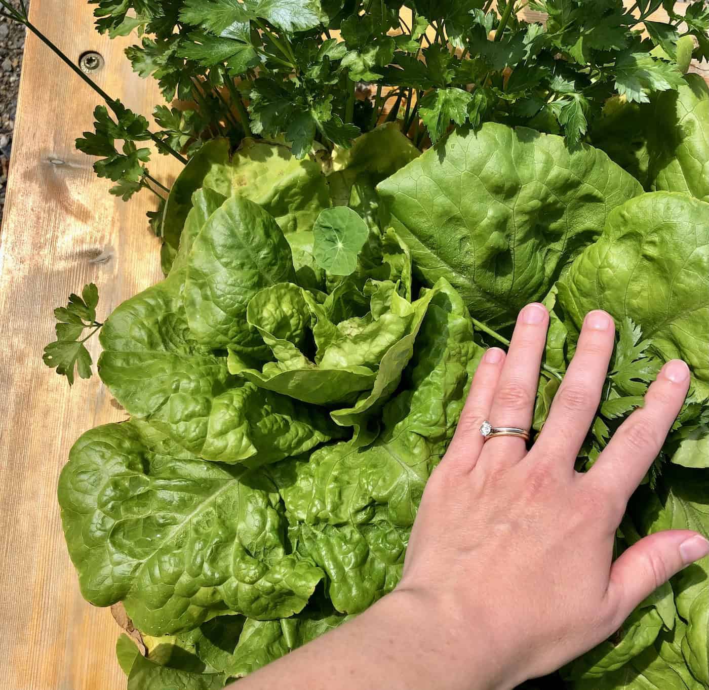 Buttercrunch lettuce 🥬 🌼 A succulent salad star