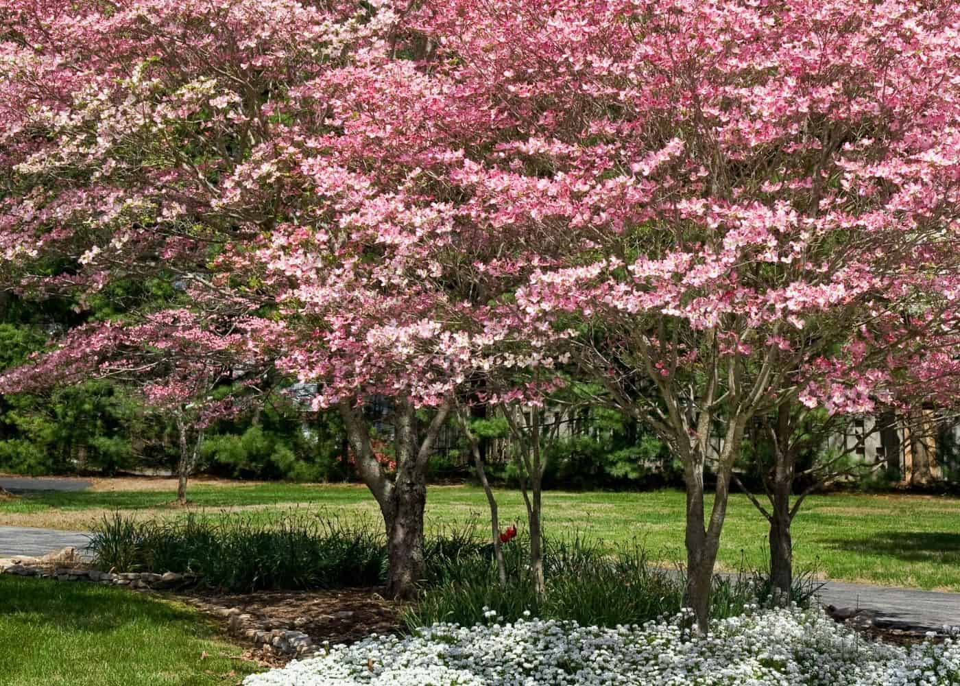 tree lined driveway spacing Chara Rankin