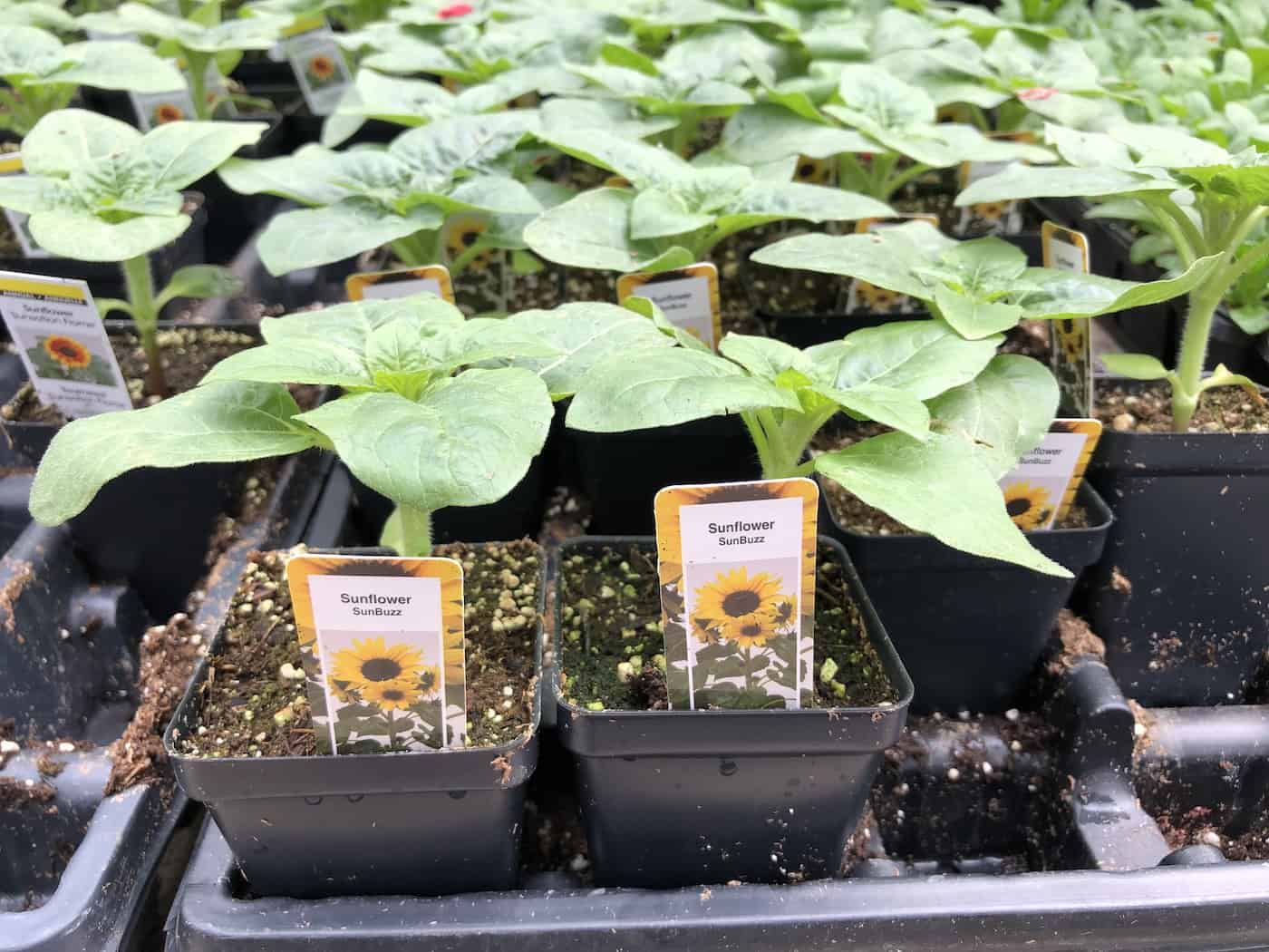 Growing sunflowers in pots 🌻 🌱 Tips for flourishing blooms