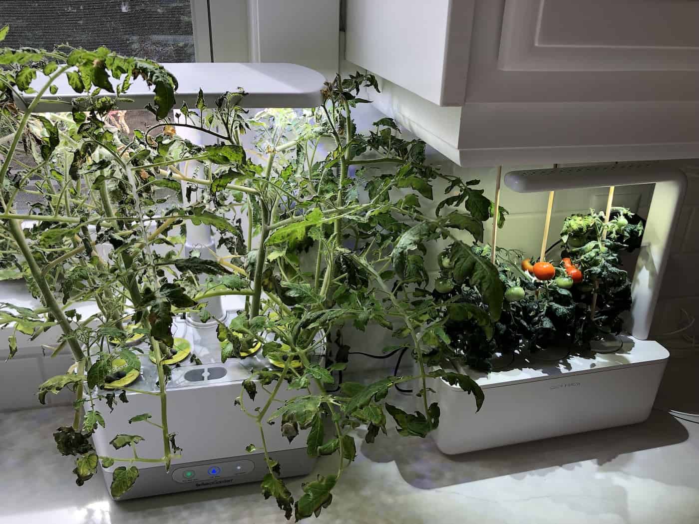 AeroGarden tomatoes 🍅 🌱 Growing juicy tomatoes indoors yearround
