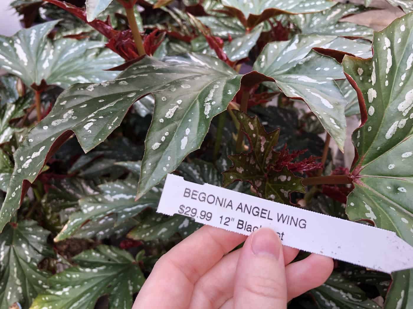 Angel Wing begonia 🌿 🪽 Learn tips for vibrant and healthy growth!