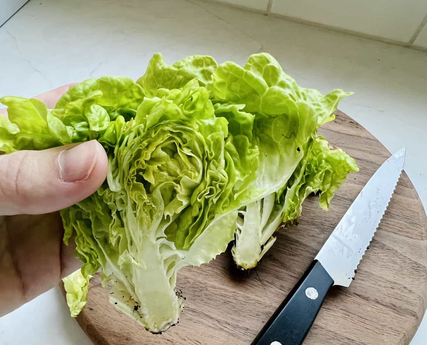 Tom Thumb lettuce 🥬 🥰 The pintsized salad star