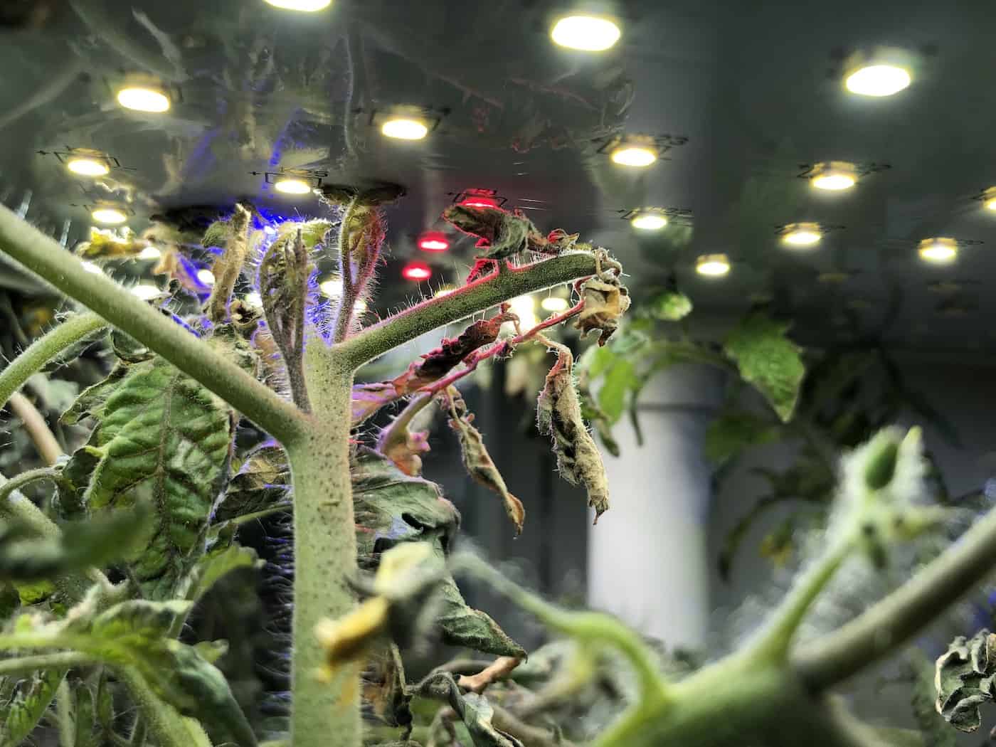 AeroGarden tomatoes 🍅 🌱 Growing juicy tomatoes indoors yearround