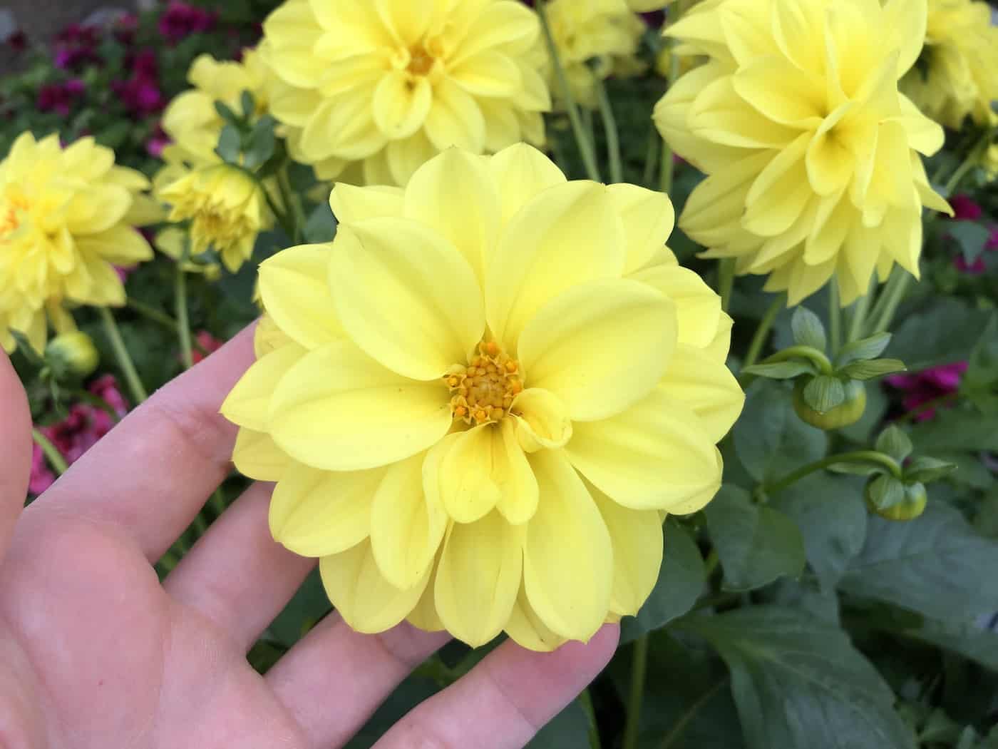 20 yellow dahlia varieties ☀️ 🌼 For sunshine in bloom