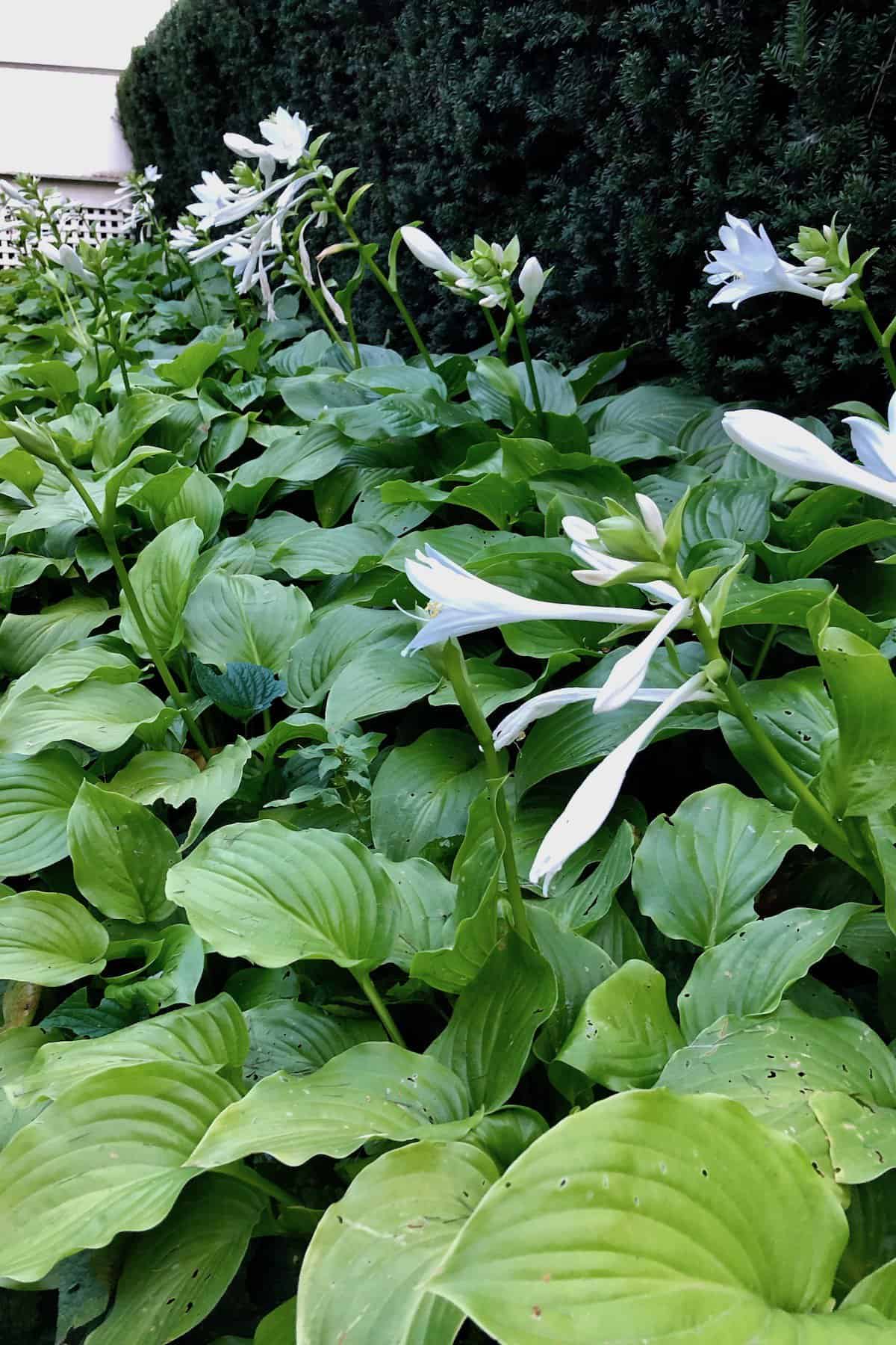 How to plant hostas 🌳 Getting started with these shady stars