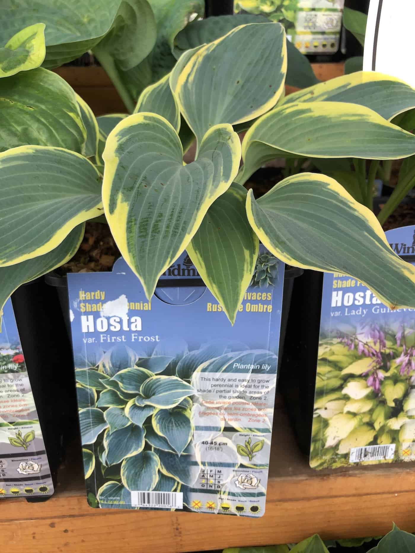 First Frost hosta 🌿 A touch of winter's beauty yearround