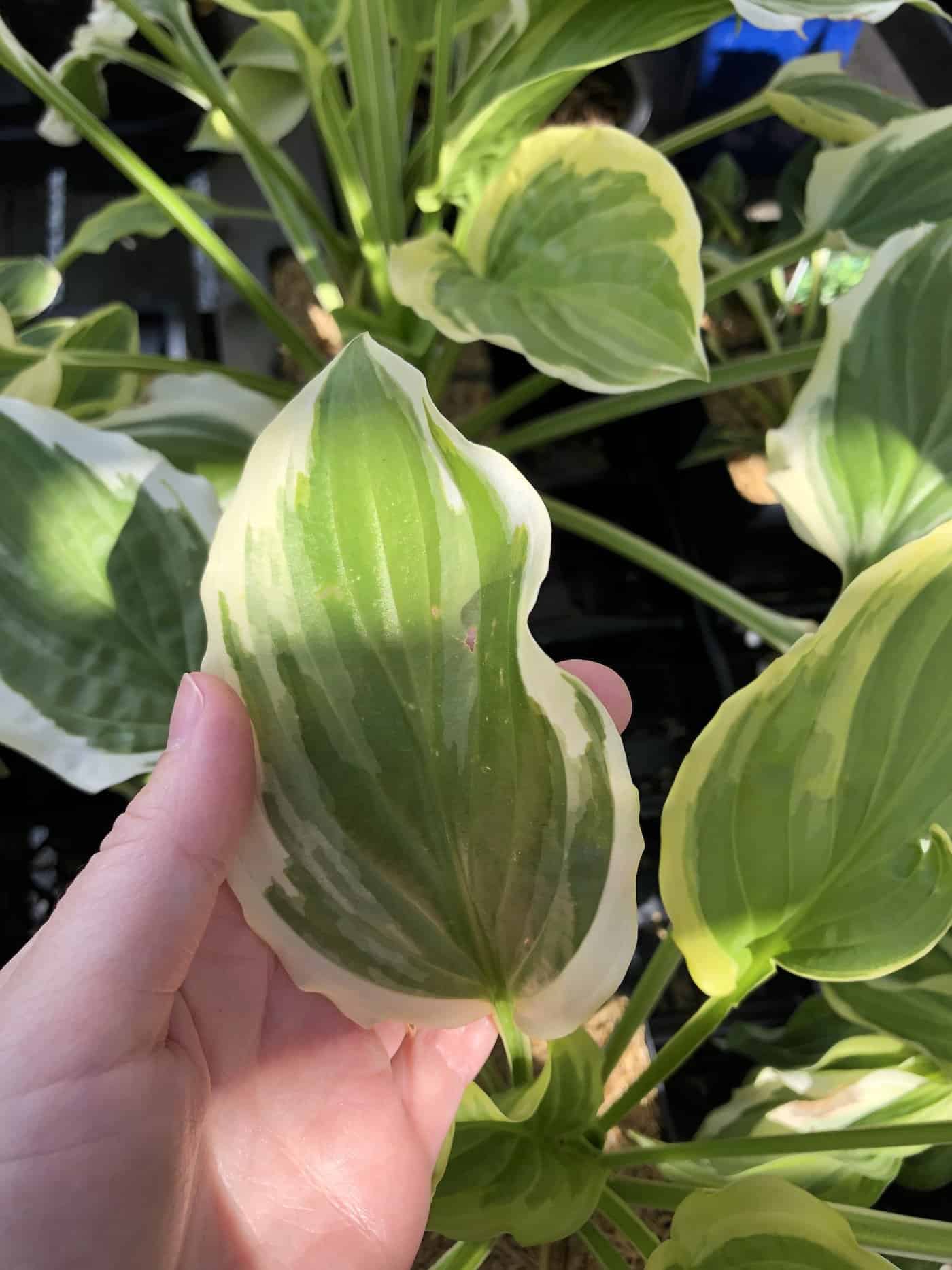 Zone 9 hostas 🌿 🌡️ Growing in warmth and thriving in the heat
