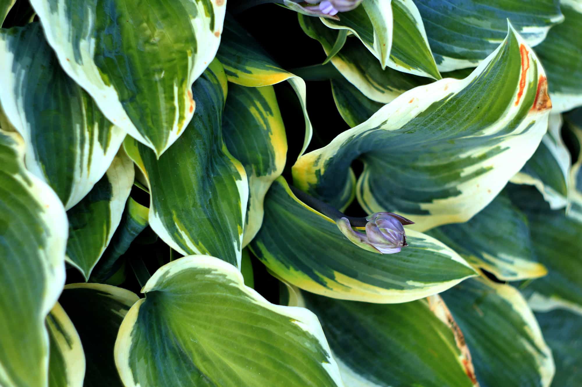 How Often Should I Water My Hostas Jones Ofeautioull1984