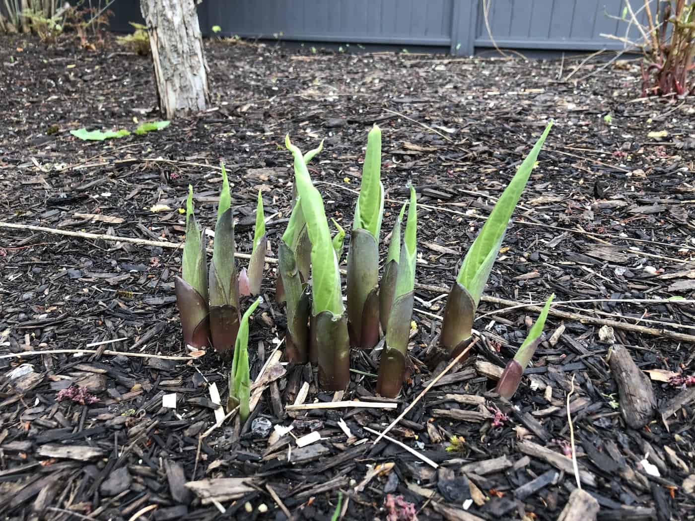 When do hostas come up? 🌱 🌿 Timing the arrival of these shade garden