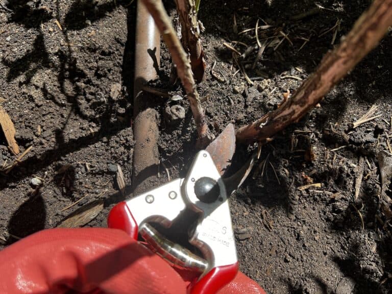 How to prune blueberry bushes ️ 🫐 A stepbystep guide to fruitful results