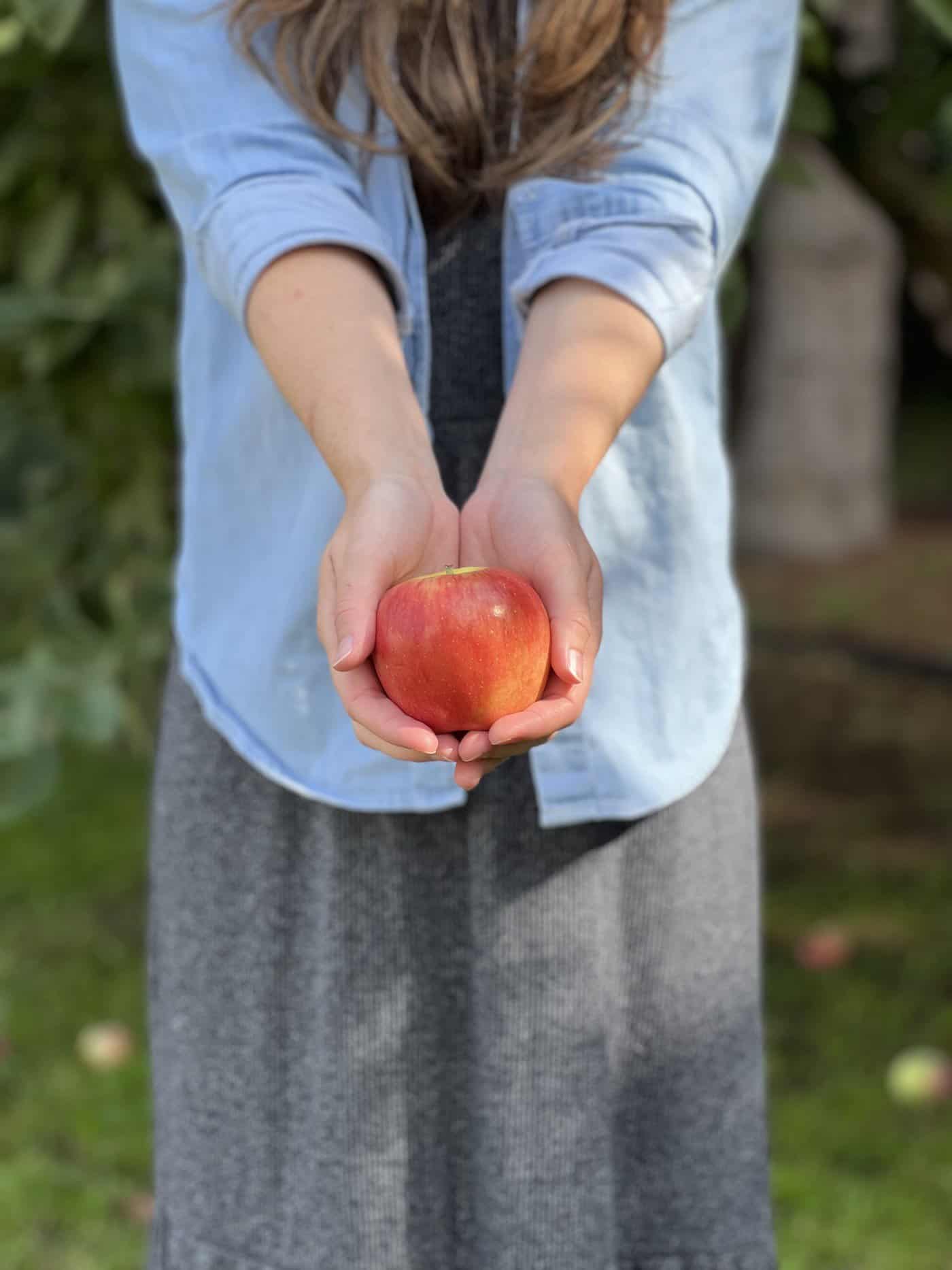 Ambrosia apples 🍎 🌟 Uncover the divine sweetness and flavor of this variety