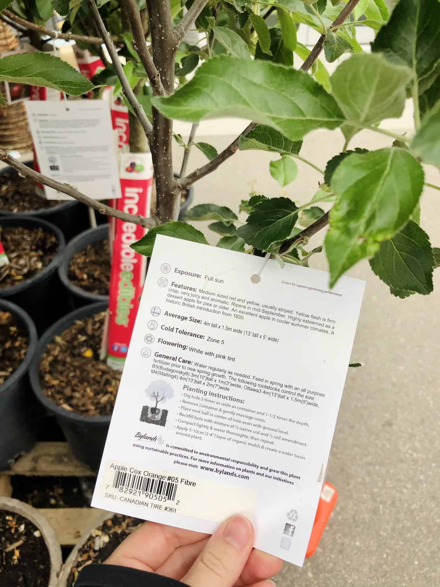 Best time to plant apple trees 🍎 ⏳ Maximizing growth with seasonal insights