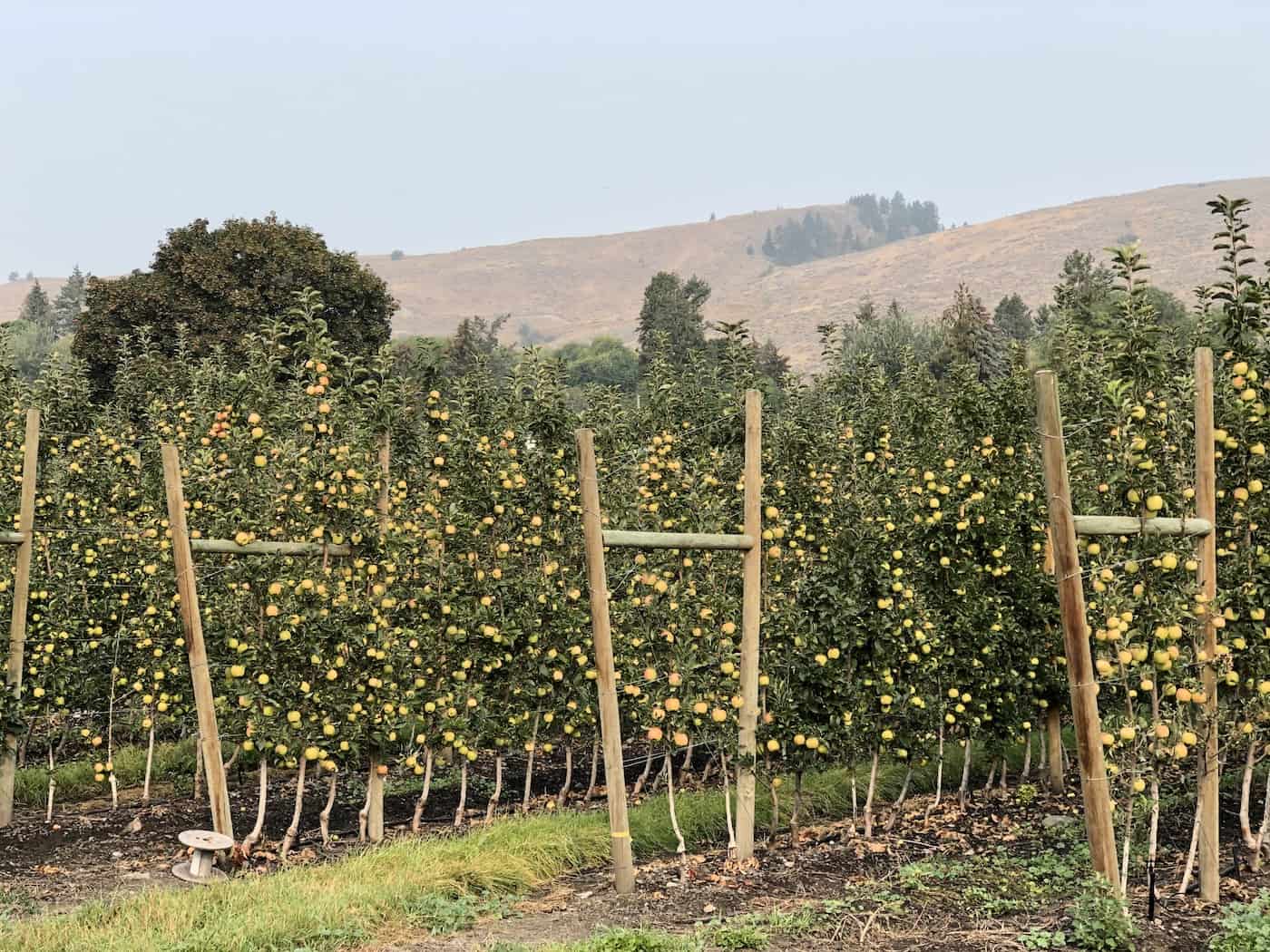 How tall do apple trees grow? 🍎 📏 Gauging their growth from sapling to