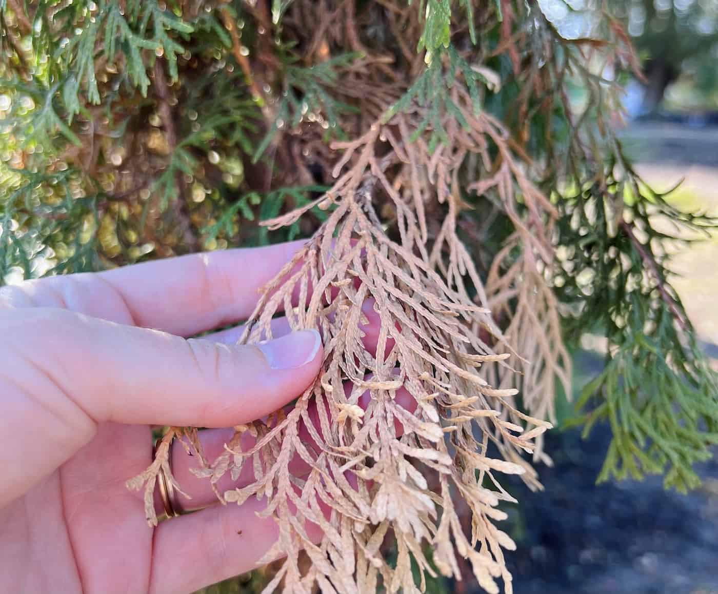 Trimming Emerald Green arborvitae 🌲 ️ Shaping your evergreens to perfection