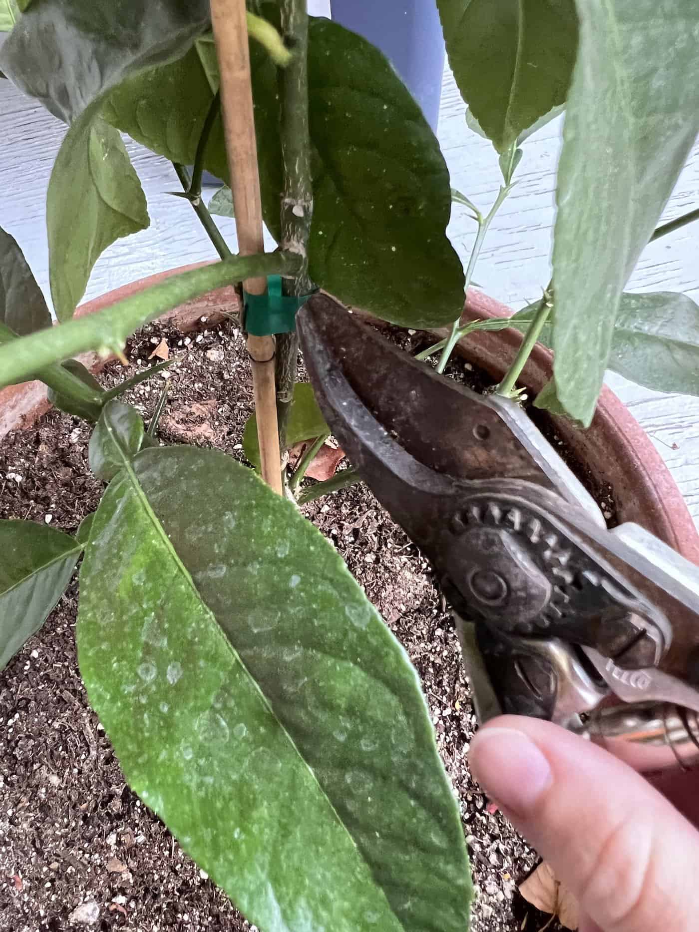 When to prune lemon trees 🍋 ️ Timing it right for bountiful harvests