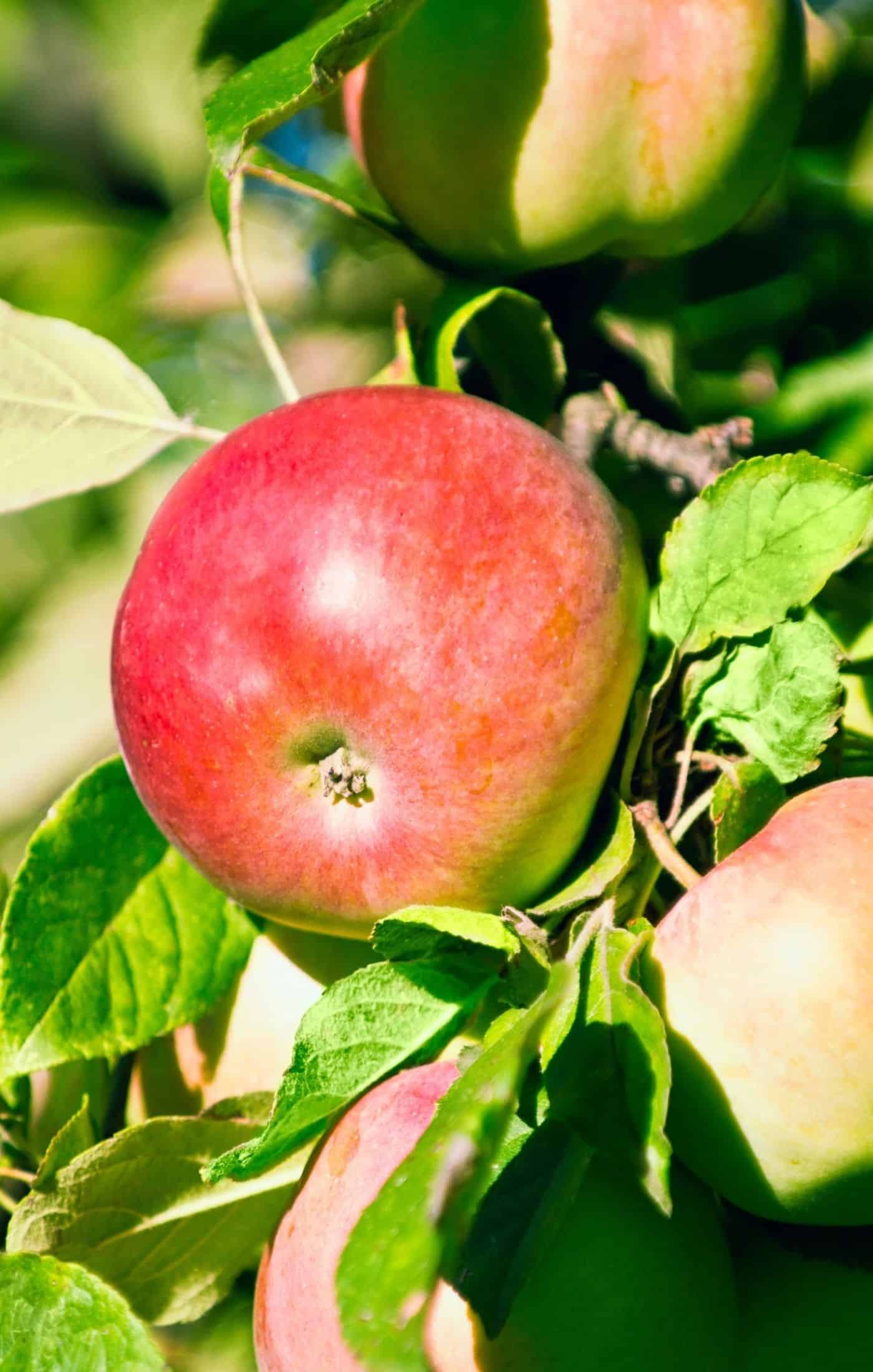 15 best apples for juicing 🍎 🍹 Which varieties should you choose?