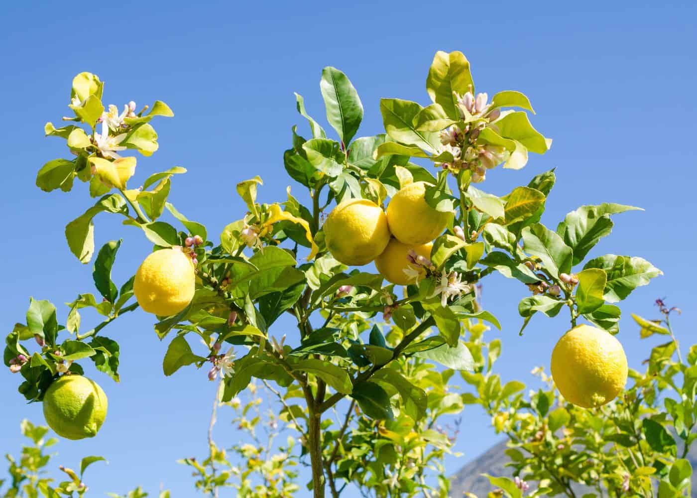 How much water does a lemon tree need? 🍋 💧 Quenching its thirst the