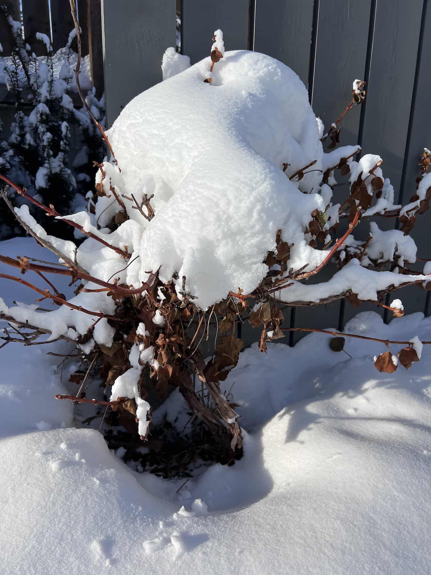 Climbing hydrangea winter care ️ 🍃 Tips for a healthy offseason