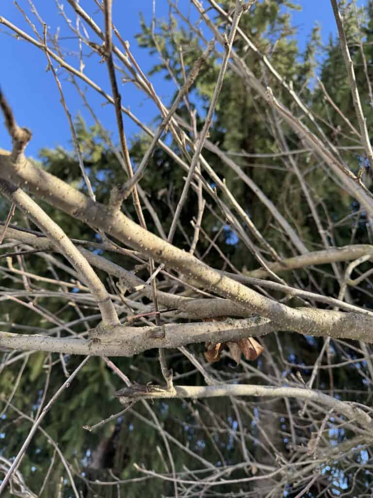 How to prune apple trees 🍏 🌳 A stepbystep guide for healthier trees