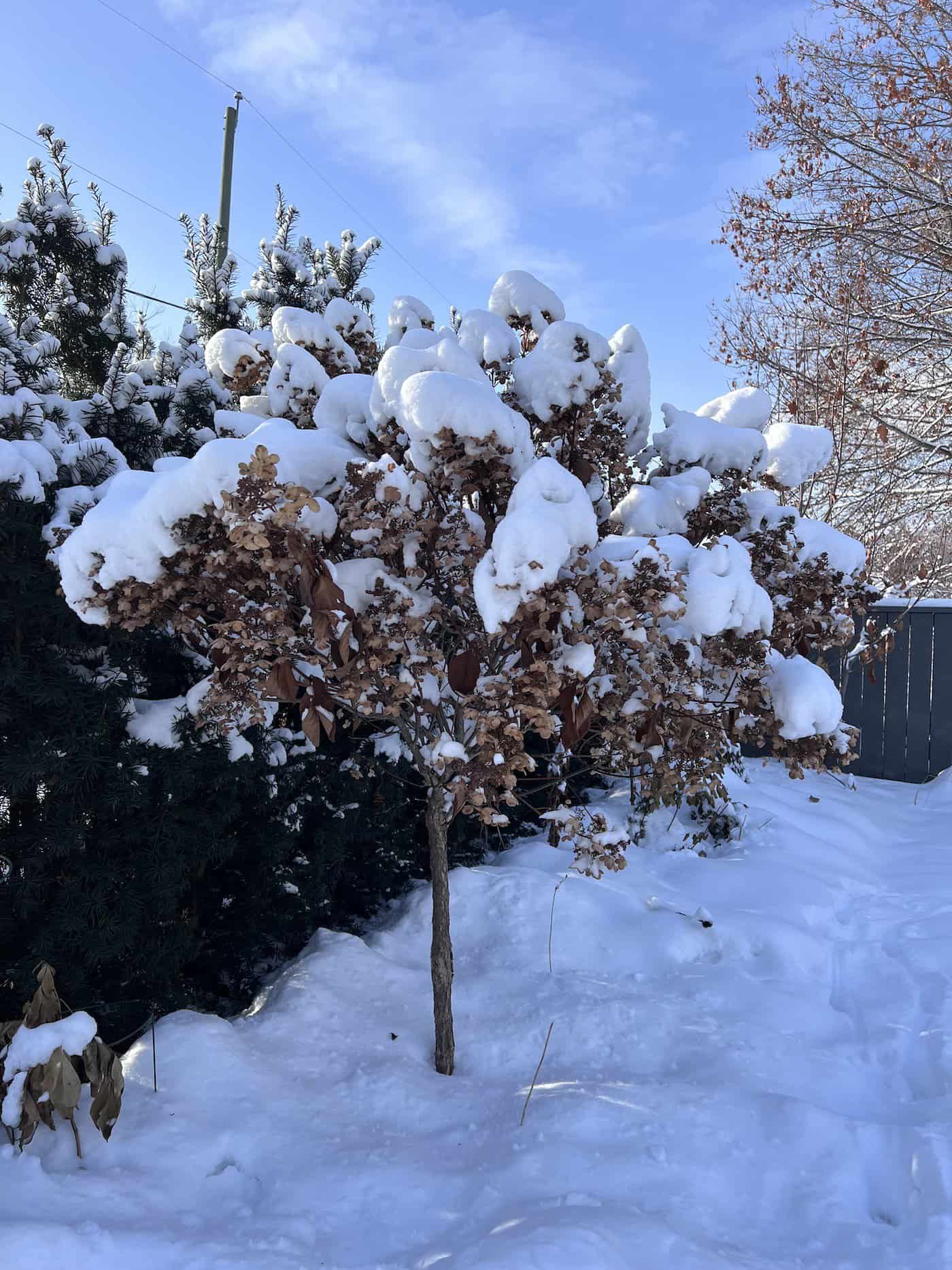 Hydrangea tree in winter 🌳 ️ What to expect and how to care