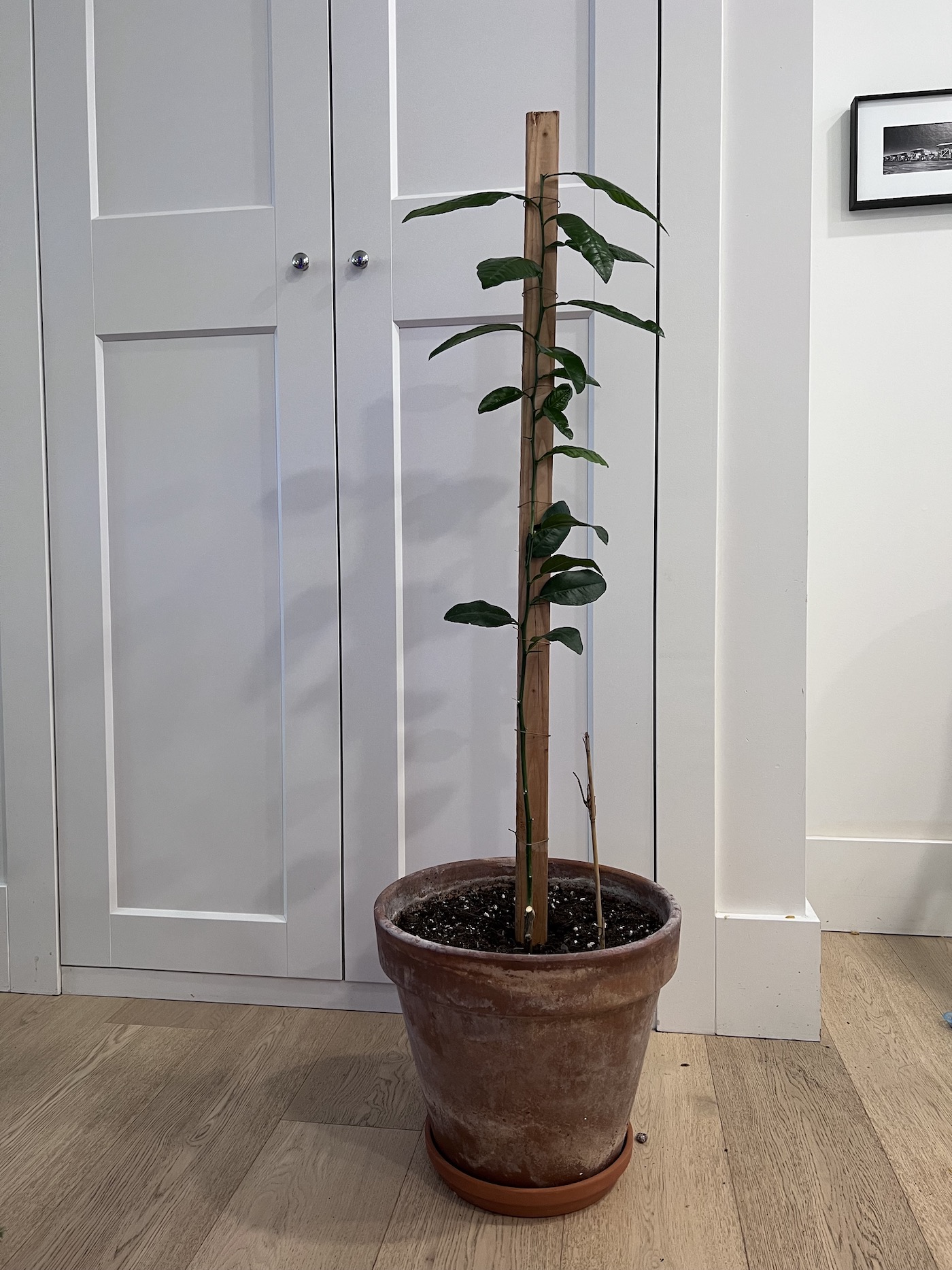 How to prune a lemon tree 🍋 ️ Key techniques for a healthy harvest