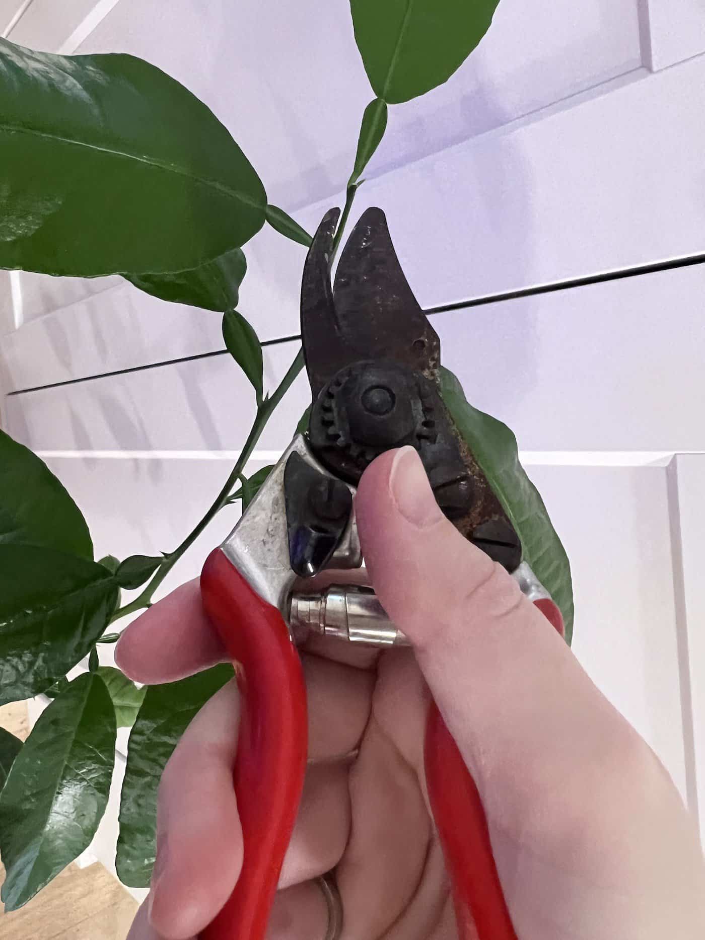 How to prune a lemon tree 🍋 ️ Key techniques for a healthy harvest