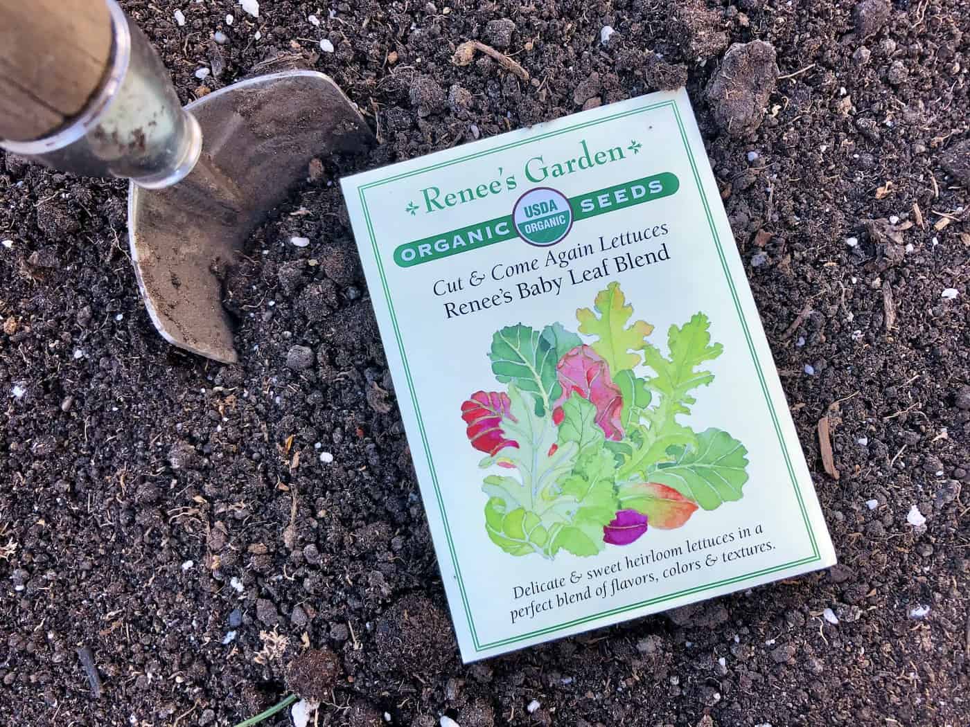 Can you put seeds straight into soil? 🌱🤔 Direct sowing 101