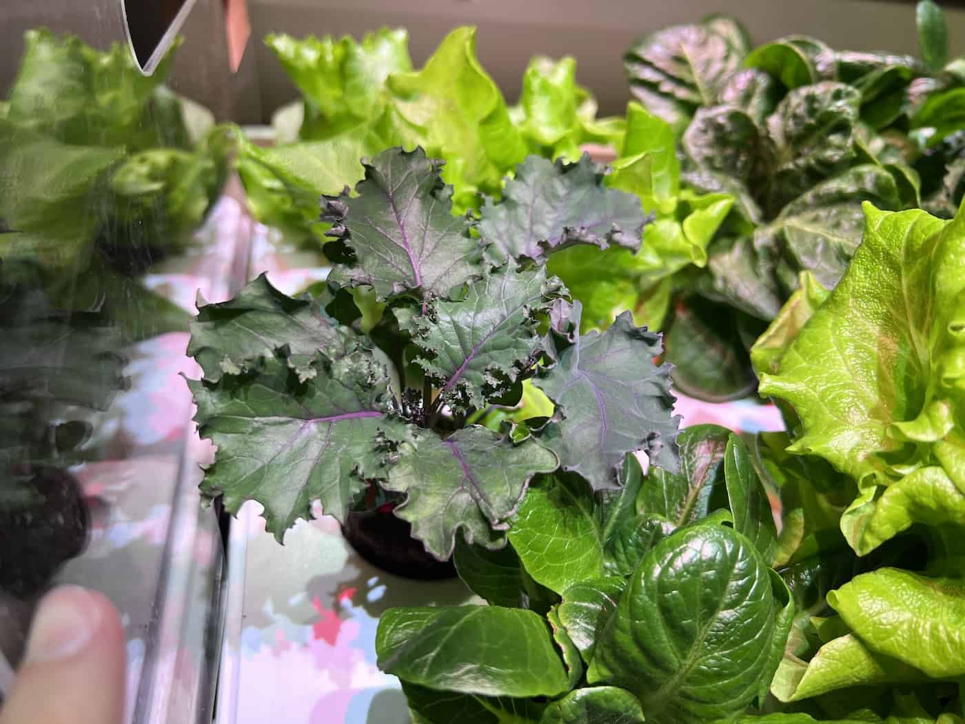 Click and Grow kale 🌿 🥗 Experience a fresh, homegrown touch