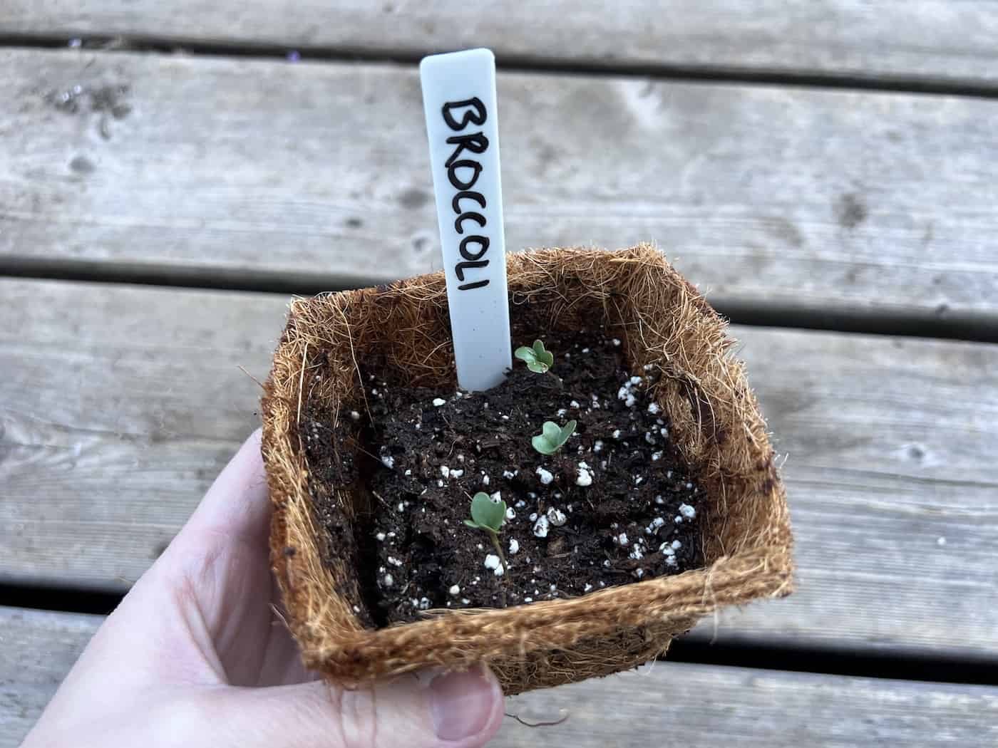 How to plant broccoli seeds with success 🍀 🥦 Elevate your vegetable