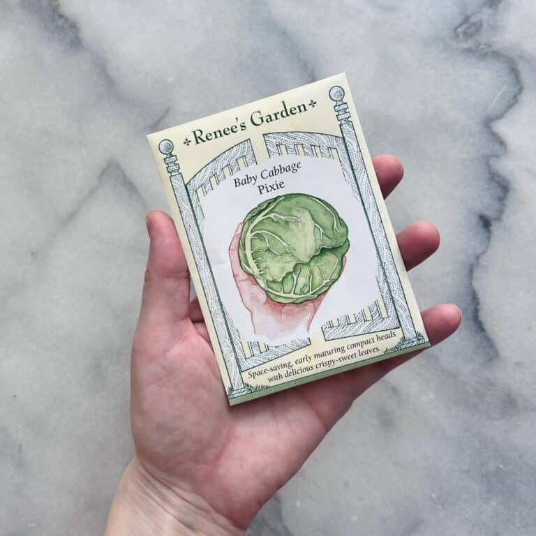 How to plant cabbage seeds 🌱 🥬 A stepbystep guide for lush greens