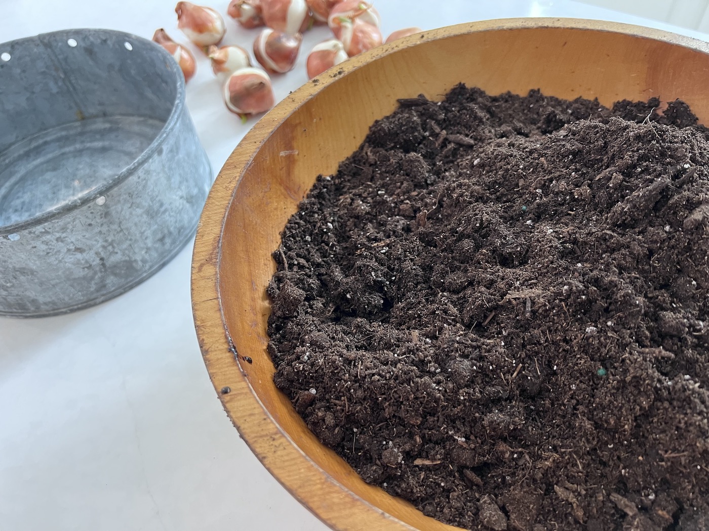 How to grow tulips indoors 🌸🌟 A stepbystep guide