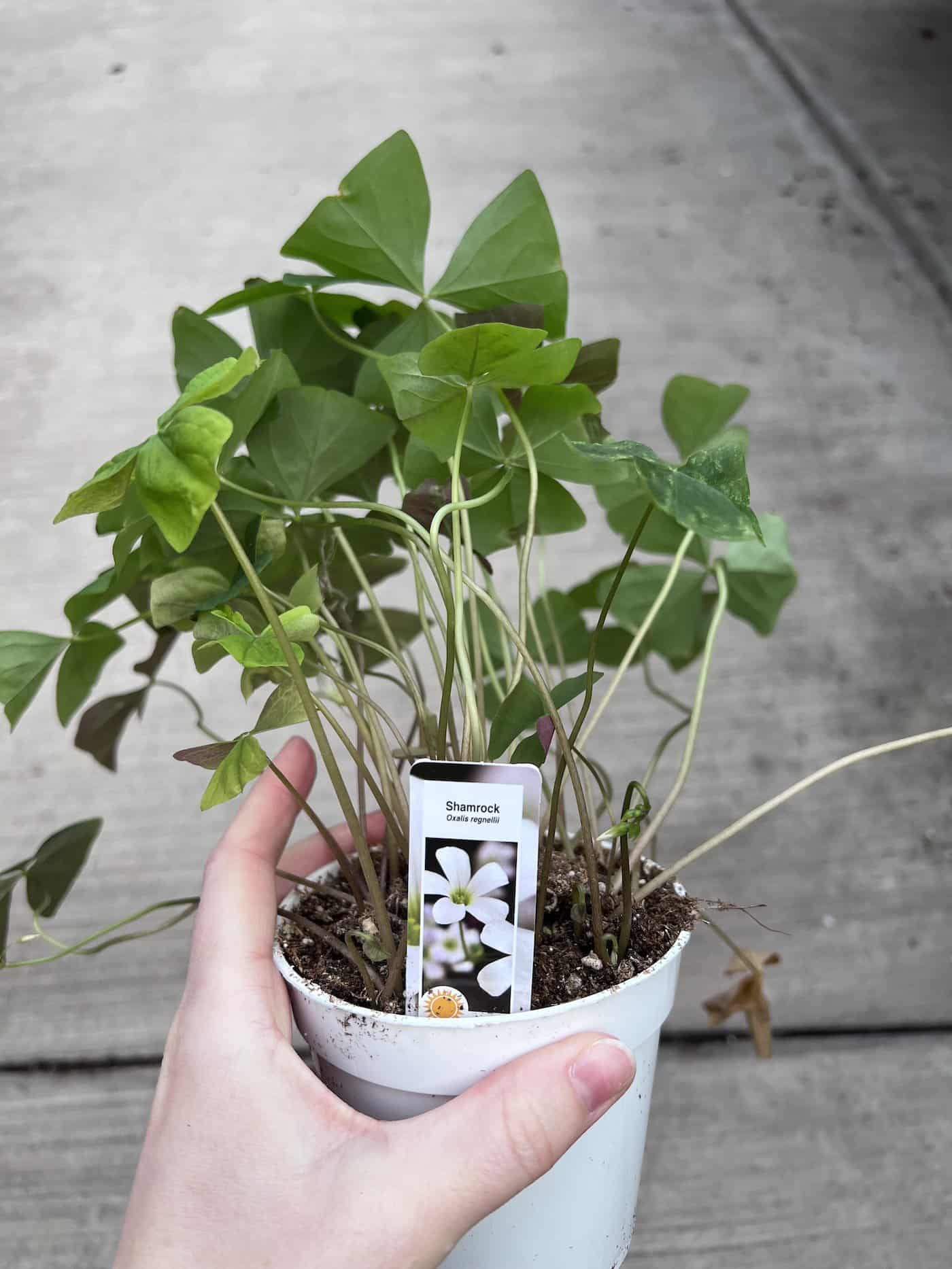 Shamrock plant 🍀 🌿 Dive into the mystique of this iconic green beauty