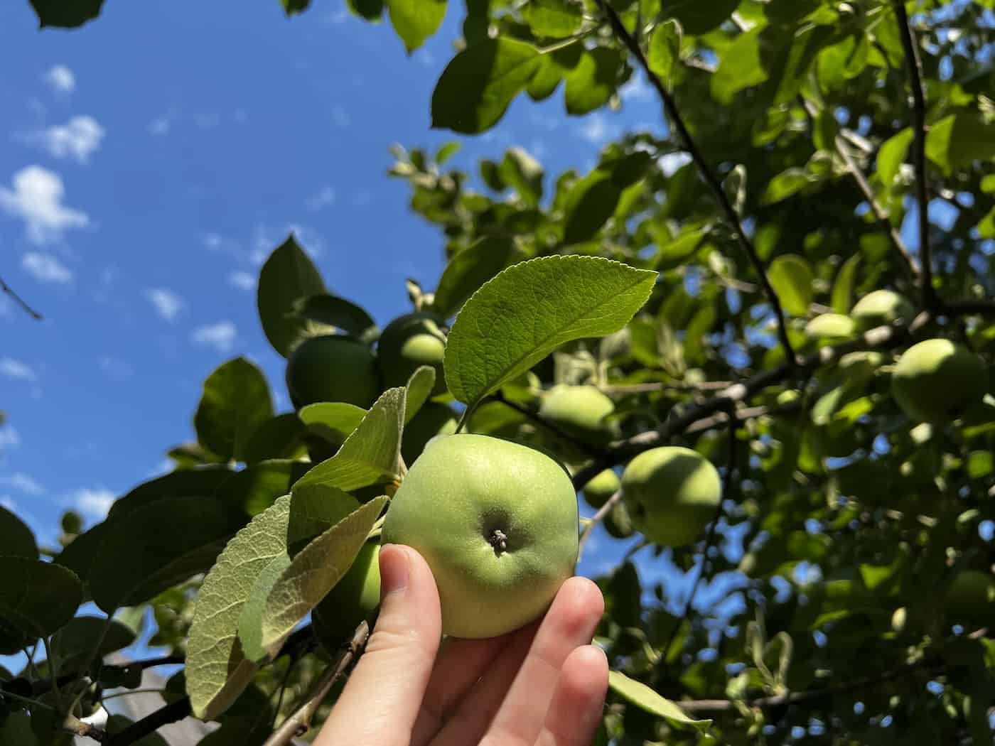 How to grow apples 🌱🍎 Nurture nature's sweet treat in your backyard!