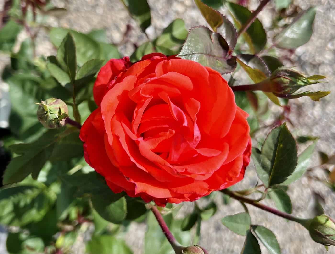How to grow roses 🍃🌹 Cultivate elegance and fragrance in your garden!