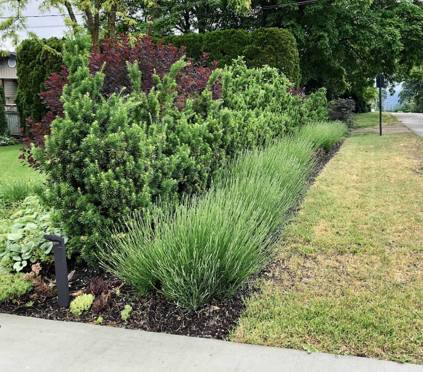 10+ low maintenance shrubs for shade landscaping Home for the Harvest