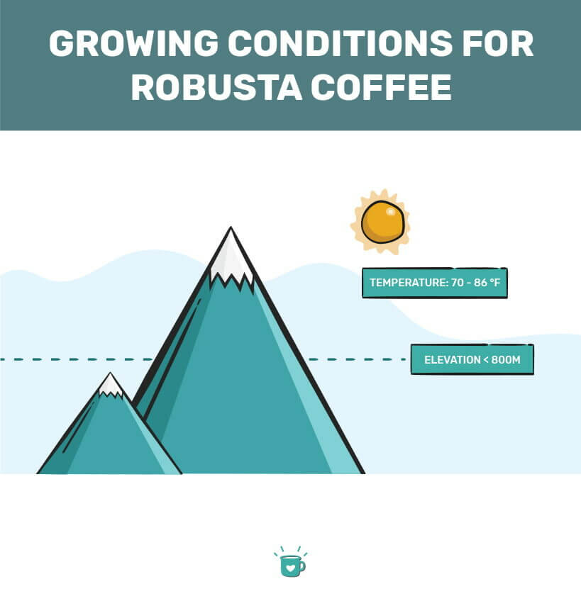 What is Robusta Coffee And What Does It Taste Like?