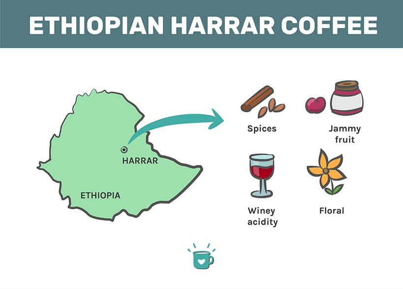 Ethiopian Harrar Coffee Beans Facts and Guide