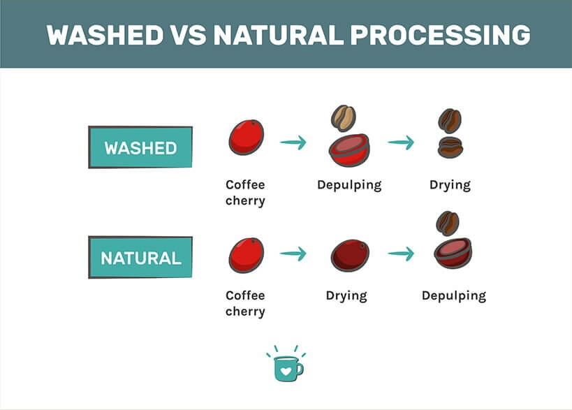 Washed vs Natural Coffee Processing What's the Difference?