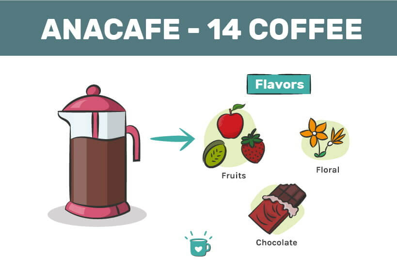 Anacafe 14 Coffee Variety A WellBalanced Guatemalan Coffee