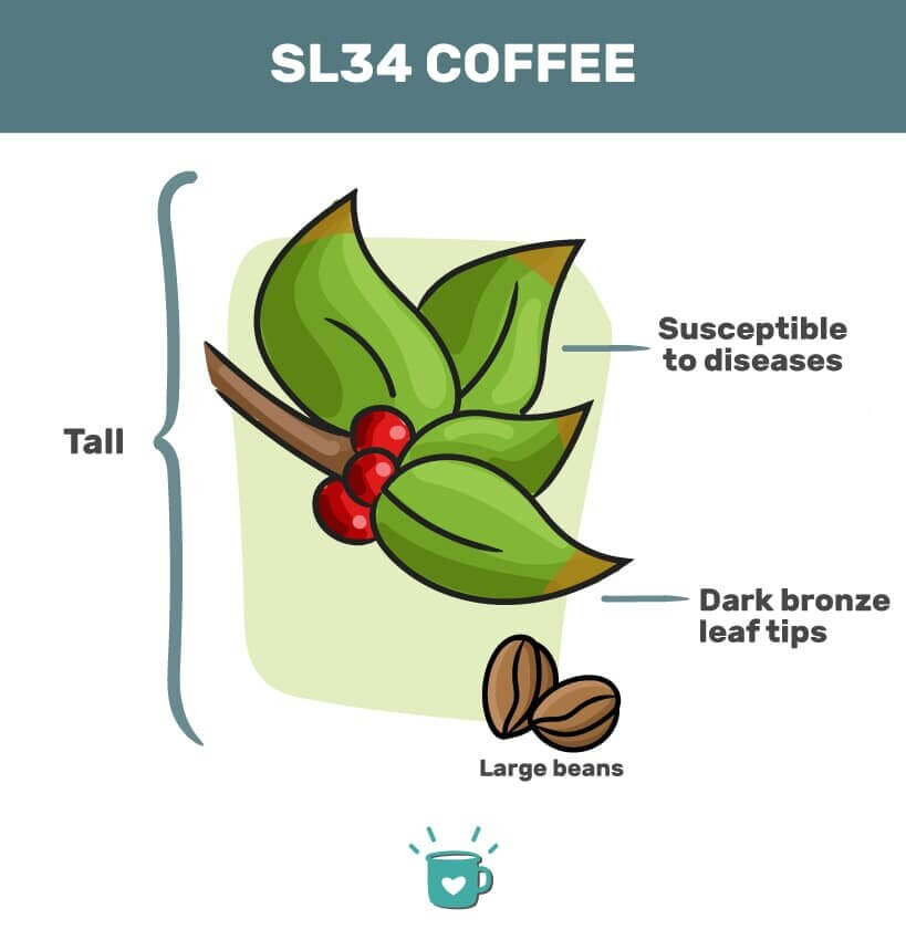 SL34 Coffee A Kenyan Coffee Cultivar