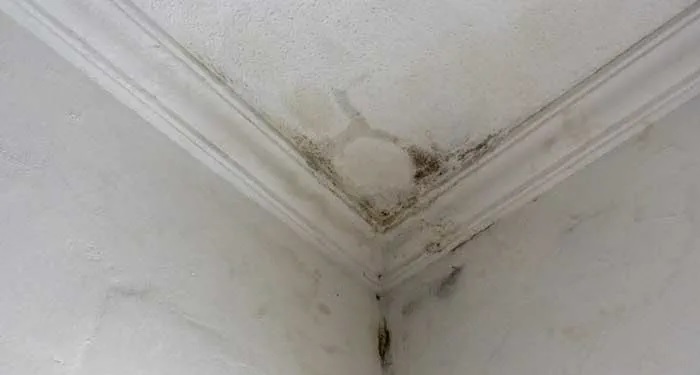 Is Your Ceiling Damaged? Homehow.co.uk