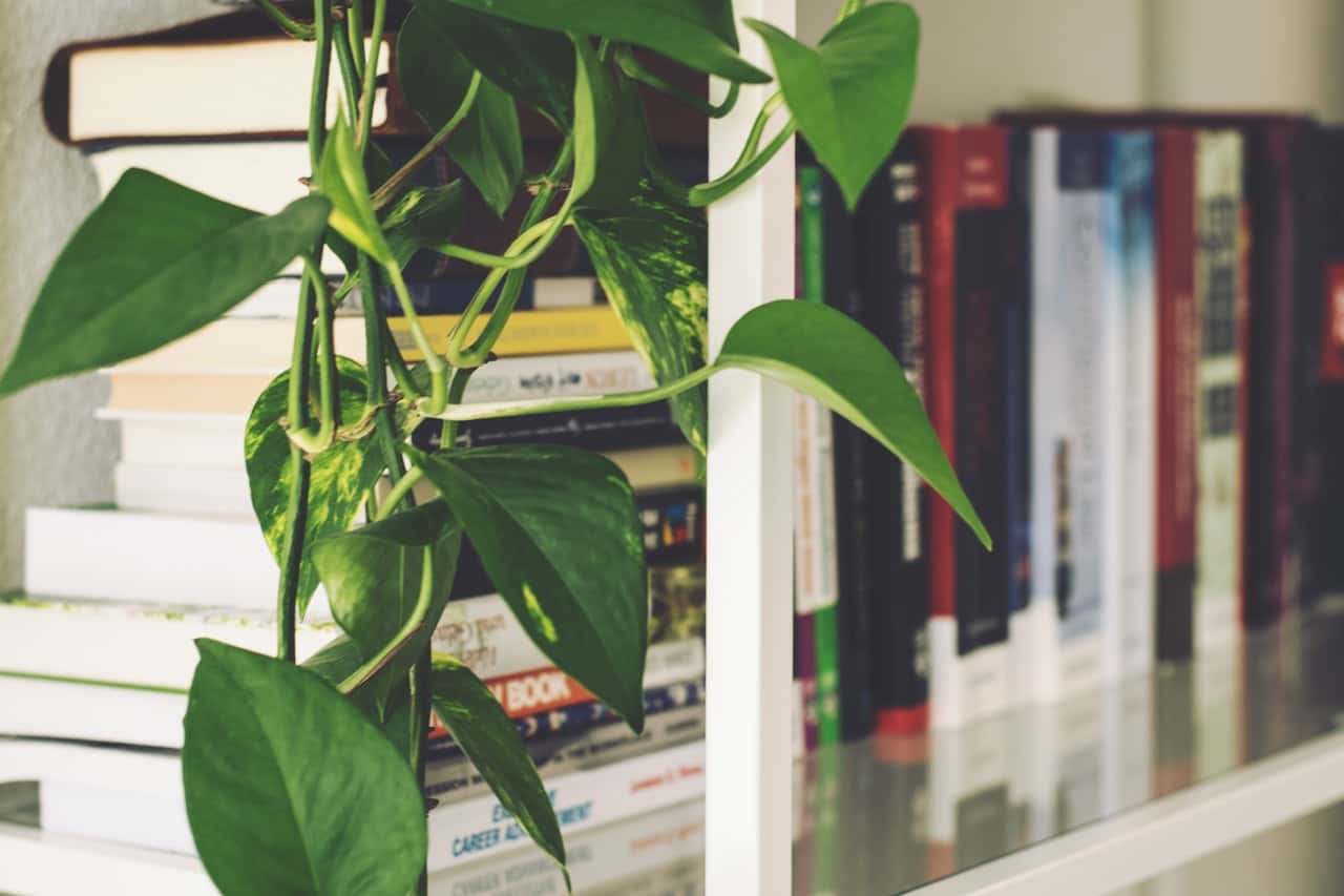 3 Popular Houseplants That Enhance Indian Home Decor HomeLane Blog