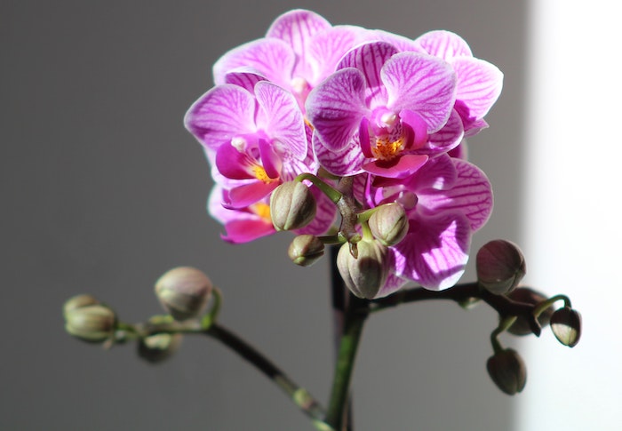 How Long Do Orchids Live In a Pot Homelization