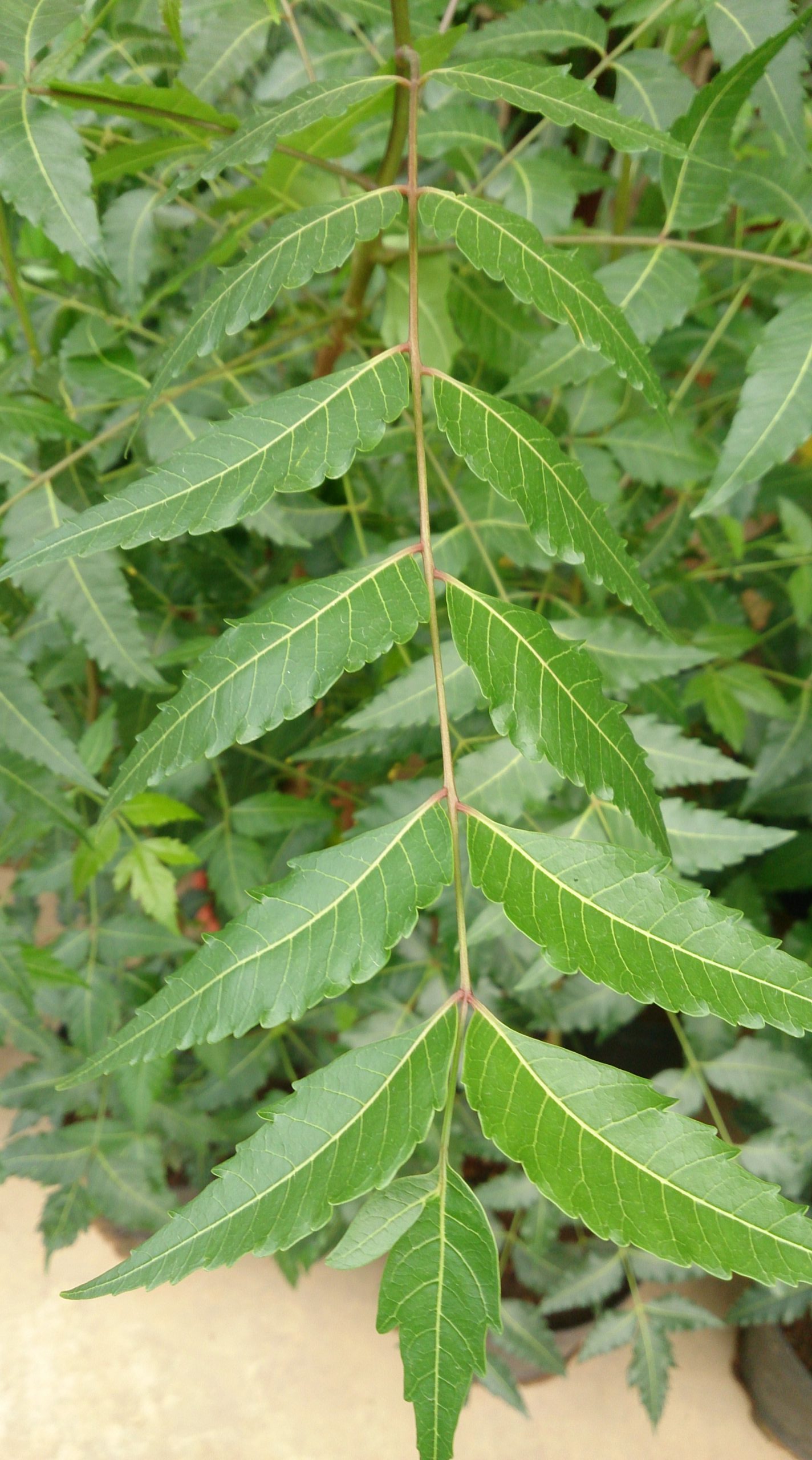 Dandruff Home Remedies and Natural Cures