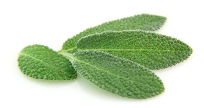 The Epic Tale of Sage: A Herb Beyond Ordinary